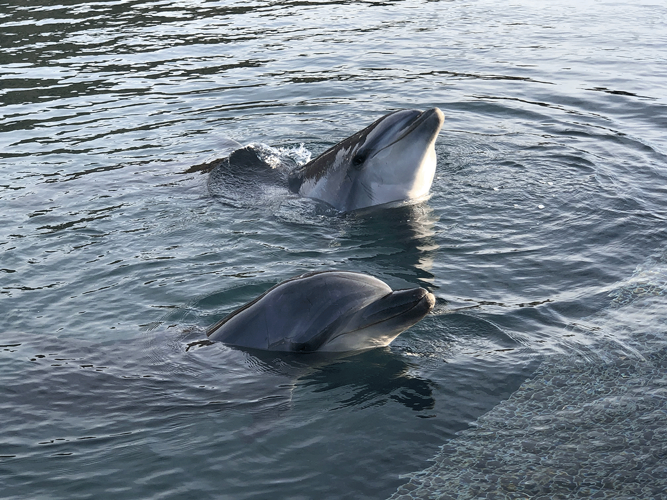 2頭のイルカが水面から顔御出している様子